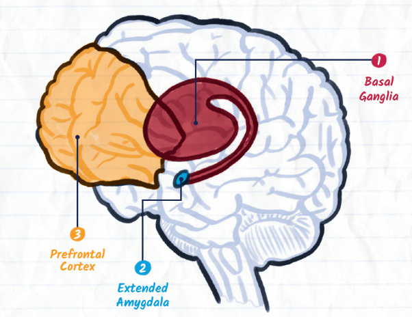 human brain