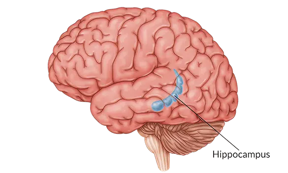 The hippocampus